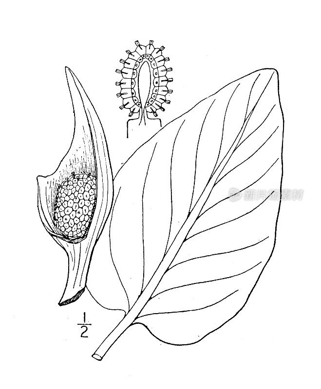 古植物学植物插图:Spathyema foetida，臭鼬卷心菜